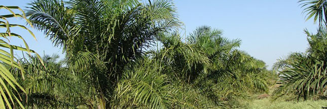 L’Allemagne veut cesser l’importation d’huile de palme non certifiée