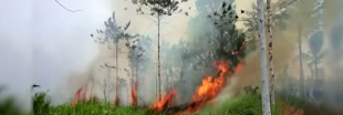 L'Indonésie et les orangs-outans brûlent, personne ne bouge
