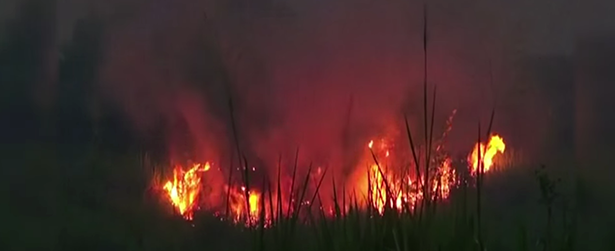 incendie indonésie feux orang-outan