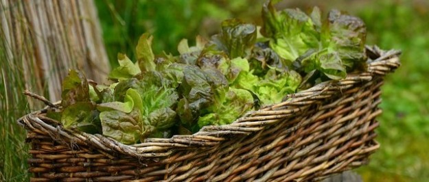 légumes de saison novembre