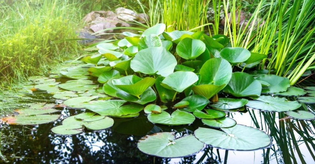 La phytoépuration, pour remplacer la fosse septique par un massif de plantes