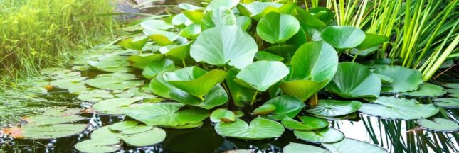 La phytoépuration, pour remplacer la fosse septique par un massif de plantes