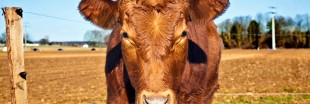 Cowspiracy, le documentaire choc qui dénonce l'impact de la viande