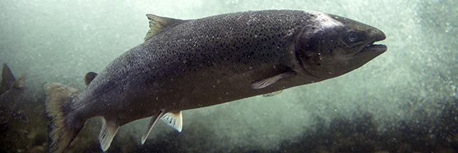 Le poisson OGM Frankenfish finalement autorisé à la consommation