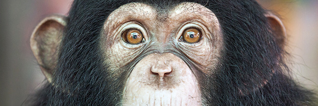 Test sur les animaux : plus de chimpanzés aux Etats-Unis