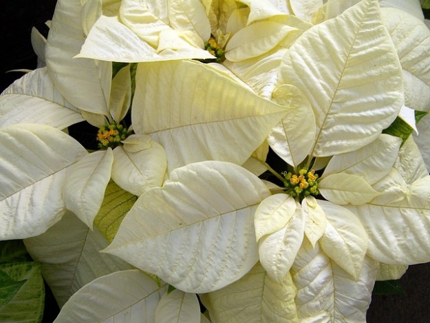 Comment Faire Durer Votre étoile De Noël Le Poinsettia
