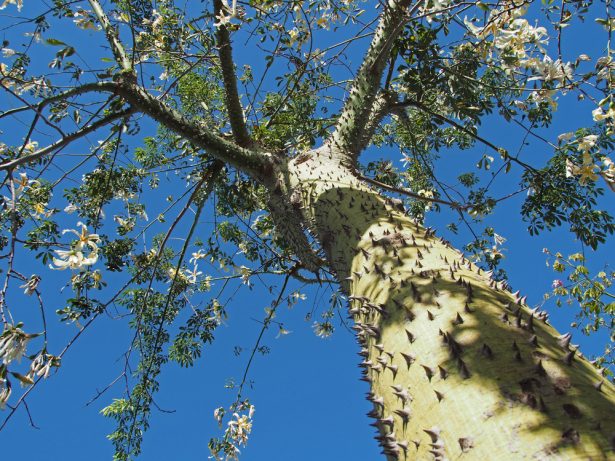 arbres originaux, arbres les plus originaux, Ceiba speciosa