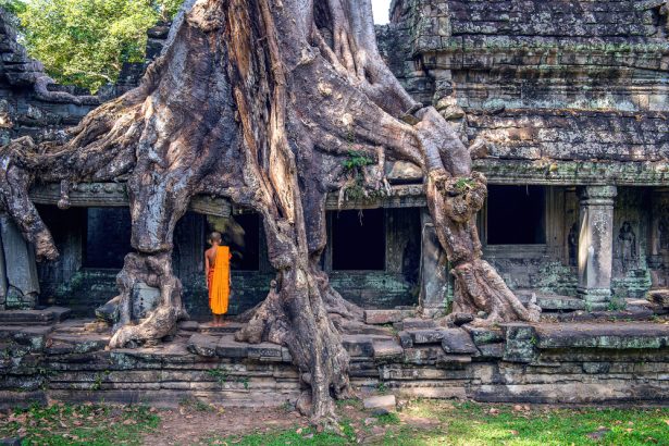 arbres les plus originaux, Ta Phrom, fromager