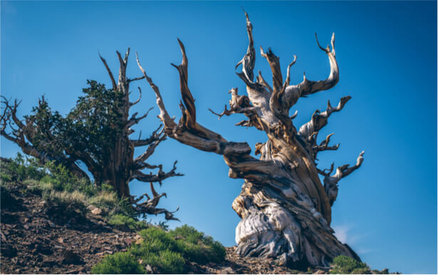 arbres originaux