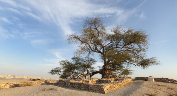 arbres originaux