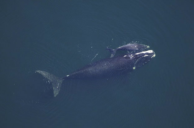 baleine-japon-baleinier-chasse