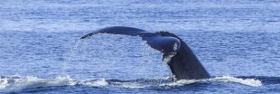 Le Japon relance la chasse à la baleine