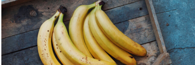 La banane, victime d’un champignon ravageur, n’a pas la pêche