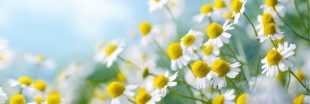 Camomille romaine : ses bienfaits contre insomnies et choc émotionnel