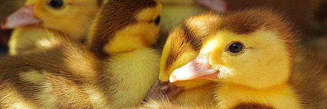 Foie gras : nouvelles vidéos choc sur les méthodes de production