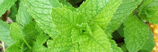 Cuisiner avec l’huile essentielle de Menthe Poivrée