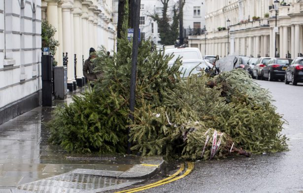 sapins de Noel