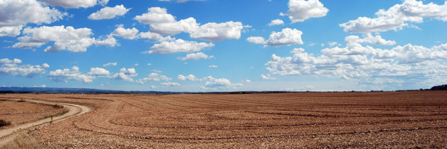 Sols : l’agroforesterie, la révolution urgente à mener