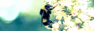 Pesticides toxiques pour les abeilles : l'ANSES préconise des restrictions élargies et durables