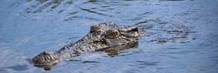 L'Australie augmente ses exportations à base de crocodile