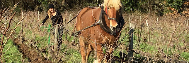 Cheval dans les vignes et biodynamie : pour la qualité du vin et de la vie