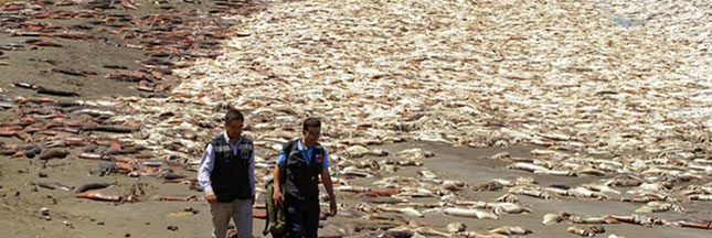 Une dizaine de milliers de calamars géants s’échouent sur une plage du Chili