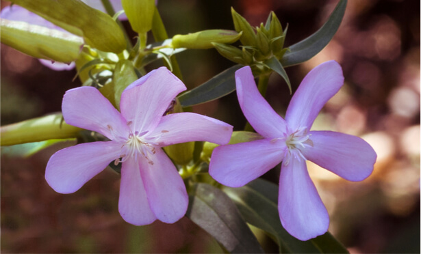 tensioactif naturel