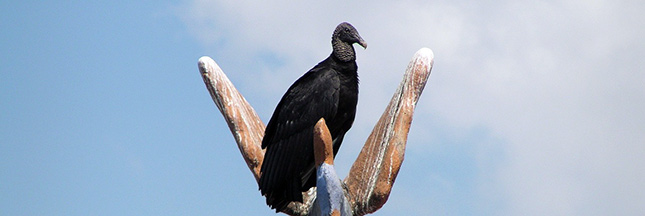 Impressionnant : les vautours contrôlent les poubelles illégales à Lima