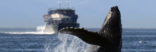Le bruit des moteurs de bateaux stresse les animaux marins