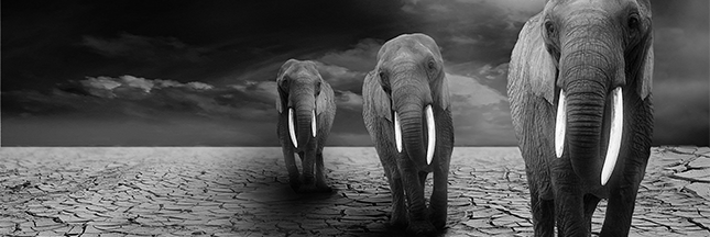 Le commerce de défenses de mammouths freinera-t-il le massacre des éléphants ?