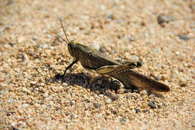 insectes protéines les calories