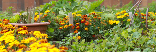 Jardins suspendus : des jardins dans la ville