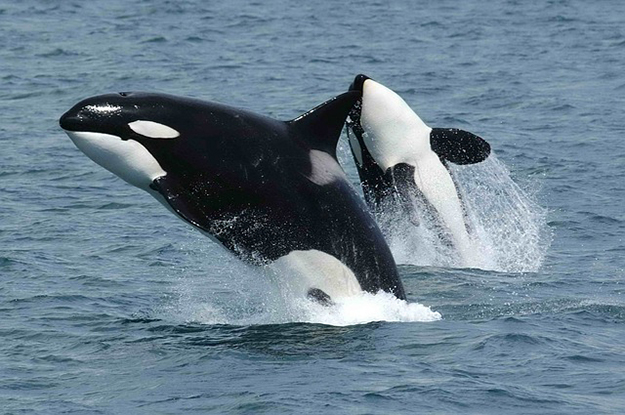 killer-whales-591130_640-bruit-moteur-stress-animaux-marins