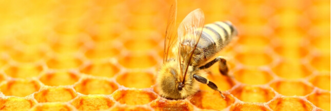 Redécouvrez les vertus du miel