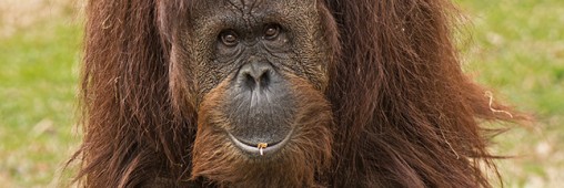 Aidez Francine Néago à secourir les orangs-outans