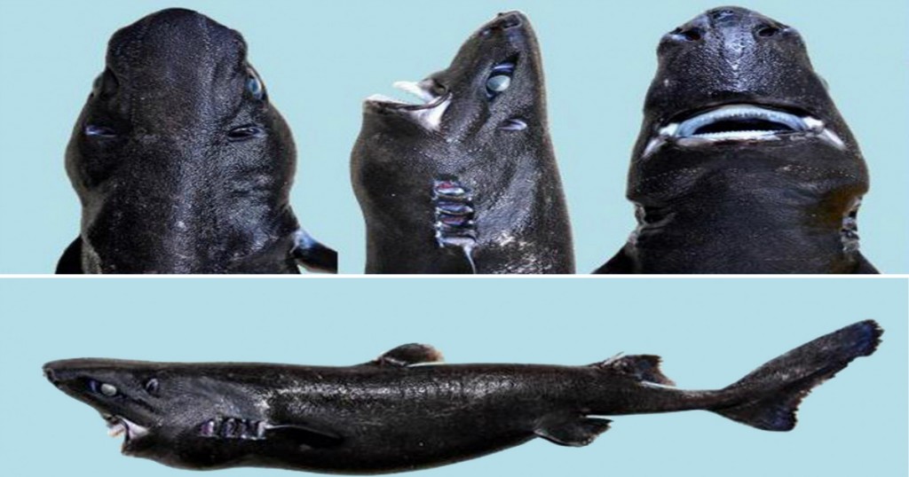 Espèces découvertes en 2015 - Etmopterus benchleyi