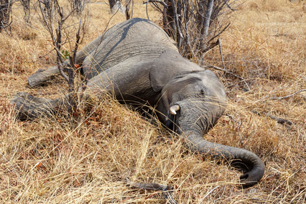 shutterstock-chasse-elephant-ivoire