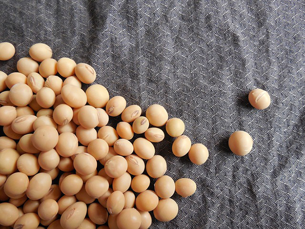 soybeans-182295_640-soja-isoflavones-sante-pois