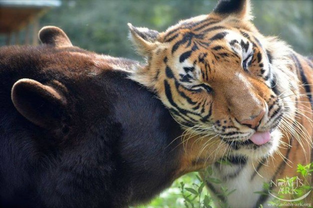 Amitié insolite: un tigre, un ours et un lion