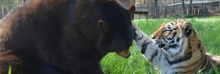 Amitié animale insolite entre un ours, un lion et un tigre Amitié animale insolite entre un ours, un lion et un tigre