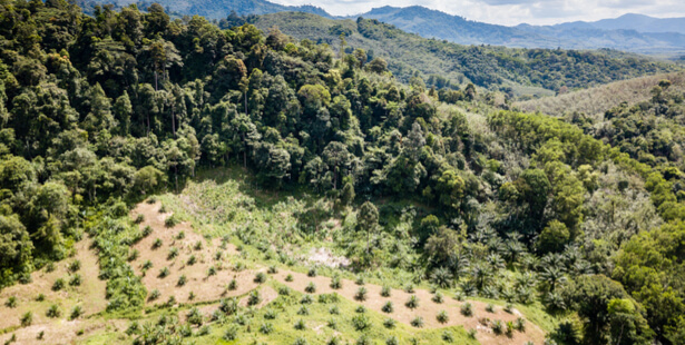 deforestation dans le monde