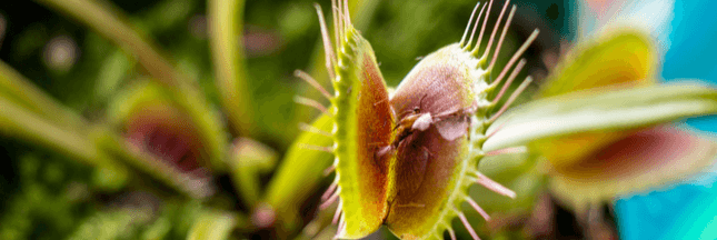 Les plantes sont dotées d'intelligence, communiquent et ont des souvenirs !