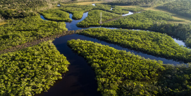 foret amazonienne