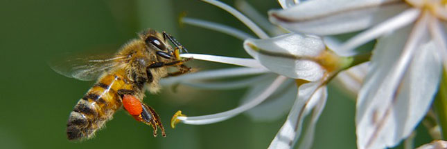 Pesticides : la France interdit les produits tueurs d’abeilles