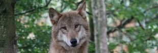 Le loup, une espèce à abattre ?