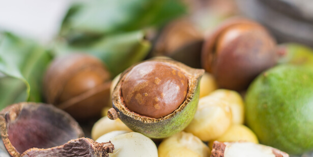 Noix de macadamia : bienfaits et vertus pour la santé