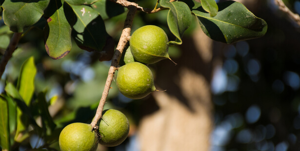 noix de macadamia bio