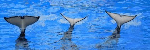 Marineland maltraite-t-il les animaux marins ?