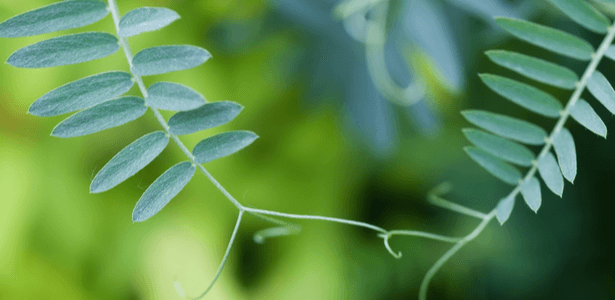 Les plantes sont dotées d'intelligence, communiquent et ont des souvenirs !