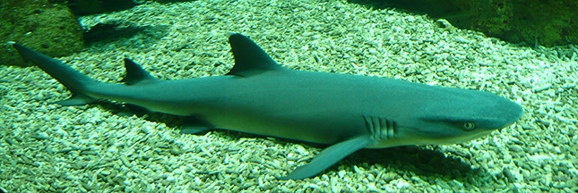 10 Animaux Qui Tuent Bien Plus Que Les Requins
